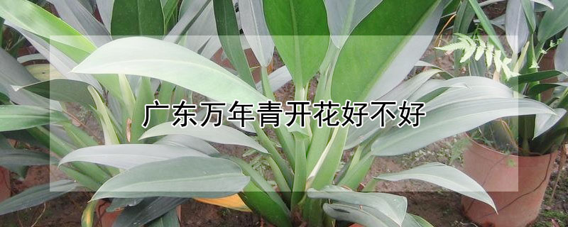 广东万年青开花好不好 广东万年青会开花结果吗