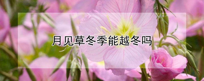 月见草冬季能越冬吗 月见草是冬性植物吗