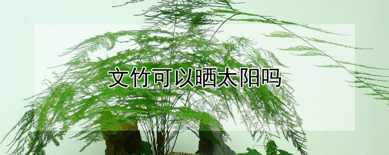 文竹可以晒太阳吗 文竹可以晒太阳吗?多久浇一次水