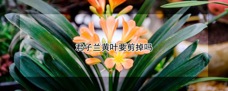 君子兰黄叶要剪掉吗 君子兰叶子发黄可以直接剪掉吗