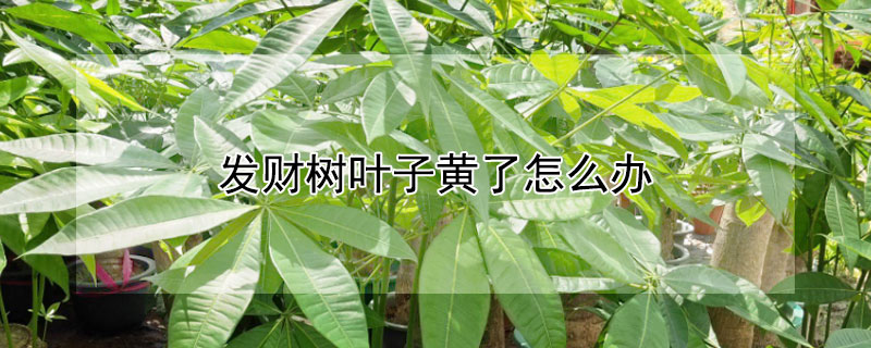 发财树叶子黄了怎么办 盆景发财树叶子黄了怎么办