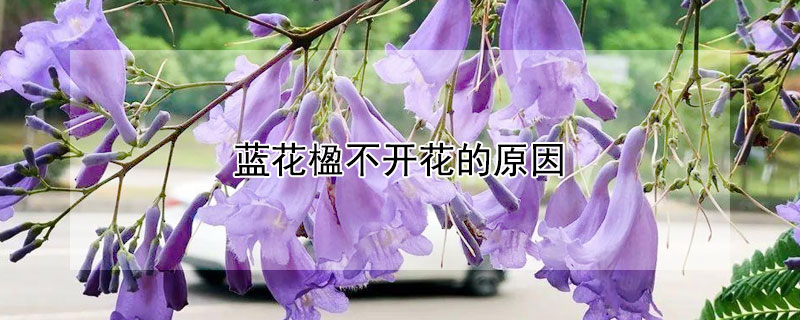 蓝花楹不开花的原因 蓝花楹不发芽原因