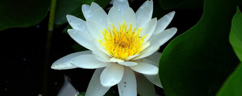 莲的寓意 莲蓬的寓意