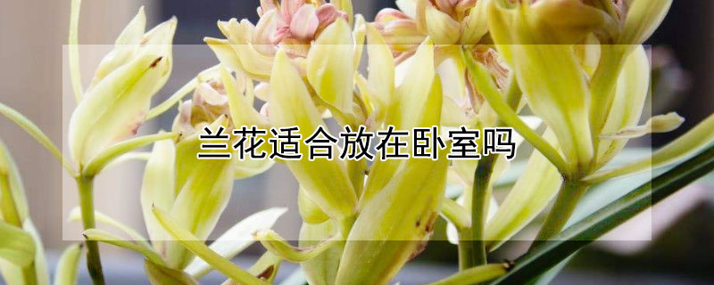 兰花适合放在卧室吗(兰花适合放在卧室吗?)