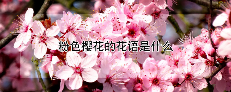 粉色樱花的花语是什么 粉红樱花花语