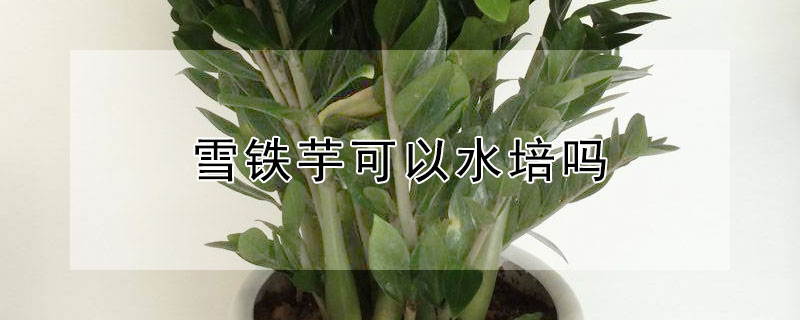 雪铁芋可以水培吗 雪铁芋用什么土培养