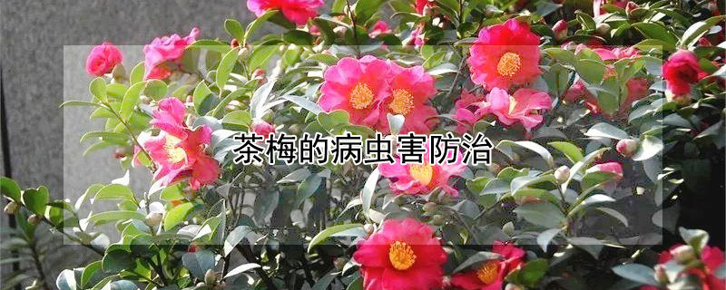 茶梅的病虫害防治(茶梅树干上的病虫害)