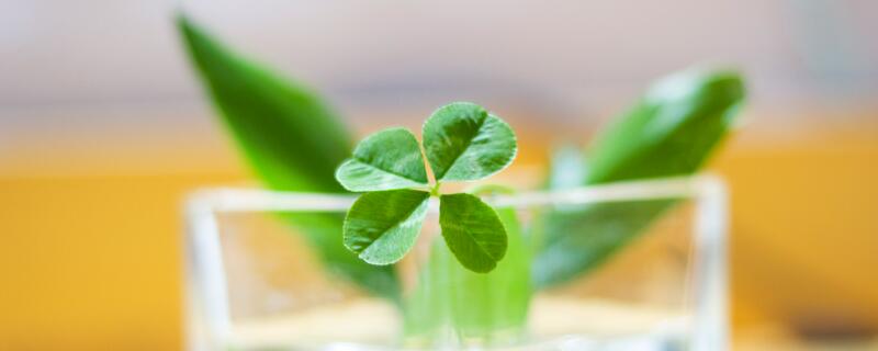 四叶草的含义（四叶草代表什么意思 四叶草的含义）