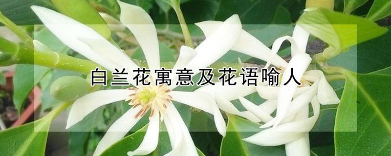 白兰花寓意及花语喻人 白兰花的寓意
