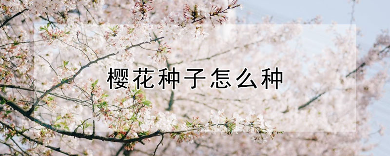 樱花种子怎么种 樱花种子怎么种植方法视频