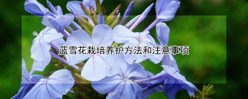 蓝雪花栽培养护方法和注意事项 雪兰花的养殖方法和注意事项