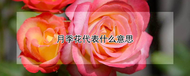 月季花代表什么意思（红色月季花代表什么意思）