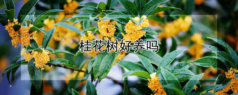 桂花树好养吗 家养桂花树好不好