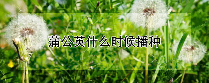 蒲公英什么时候播种 蒲公英什么时候播种什么时候开花