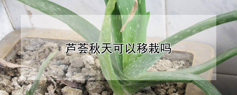 芦荟秋天可以移栽吗（芦荟冬季可以移栽吗）