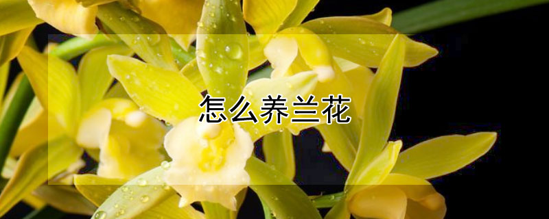 怎么养兰花（如何养好兰花）