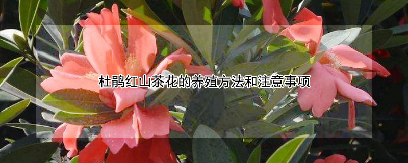 杜鹃红山茶花的养殖方法和注意事项(四季杜鹃红山茶花的养殖方法和注意事项)