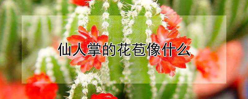 仙人掌的花苞像什么(仙人掌的花苞像什么东西)