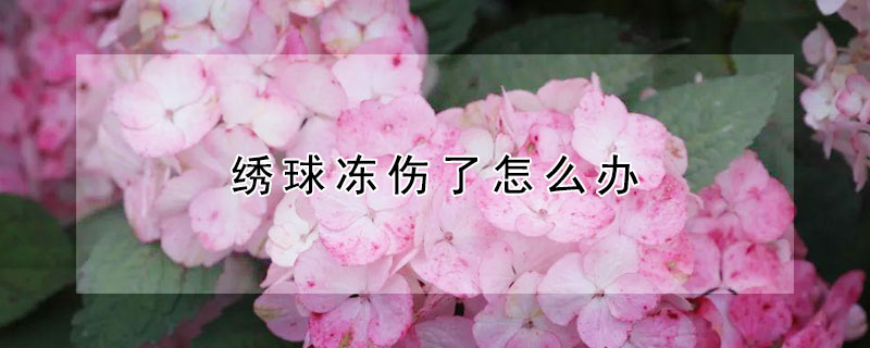 绣球冻伤了怎么办 绣球花能冻死吗