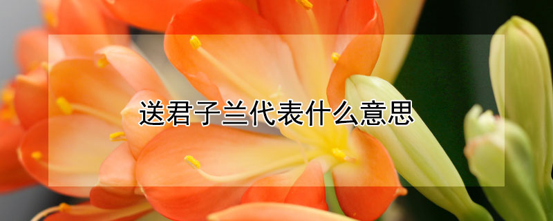 送君子兰代表什么意思（送君子兰花说什么）