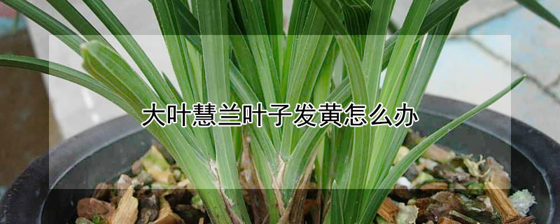 大叶慧兰叶子发黄怎么办 大花蕙兰叶子黄了怎么回事