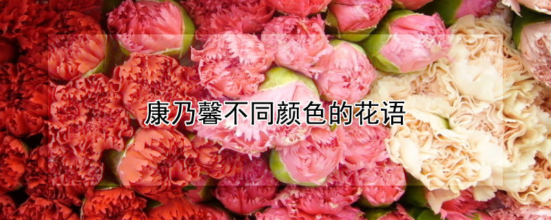 康乃馨不同颜色的花语 康乃馨各种颜色的花语