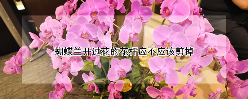 蝴蝶兰开过花的花杆应不应该剪掉 蝴蝶兰开完花杆子要剪掉吗