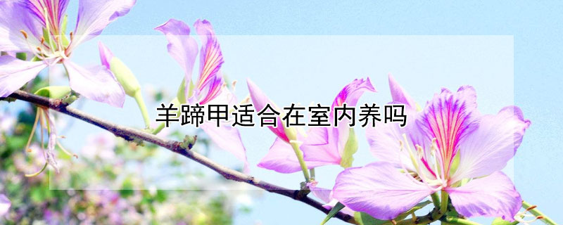 羊蹄甲适合在室内养吗（羊蹄甲的养殖方法和注意事项）