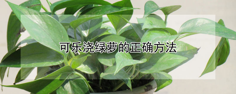 可乐浇绿萝的正确方法(可乐加水浇绿萝可以吗)