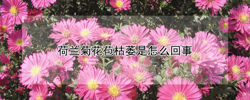 荷兰菊花苞枯萎是怎么回事 荷兰菊的花苞枯萎