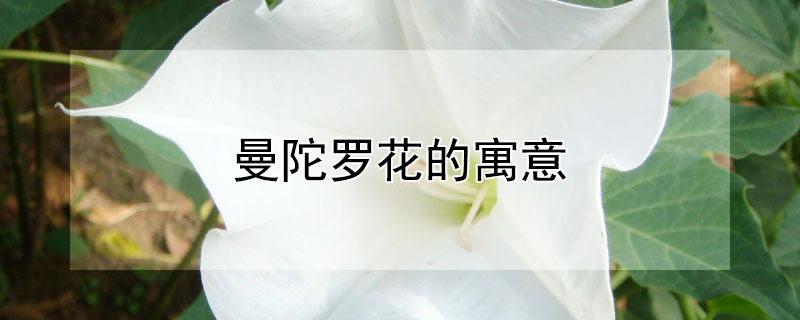 曼陀罗花的寓意（黄色曼陀罗花的寓意）