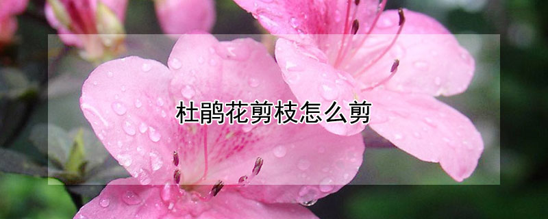 杜鹃花剪枝怎么剪 杜鹃花怎样剪枝