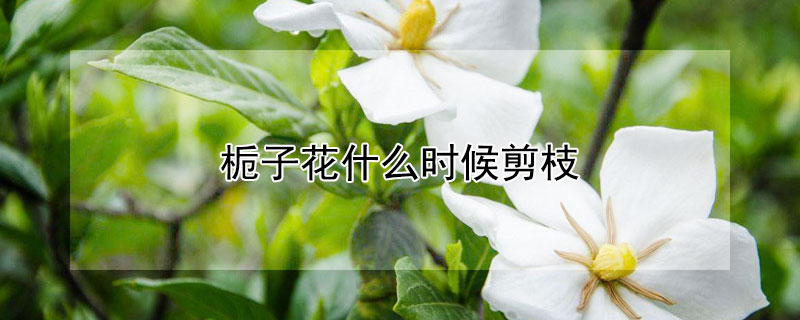 栀子花什么时候剪枝 栀子花什么时候剪枝,怎样剪枝好?