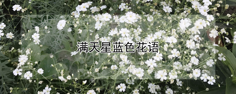 满天星蓝色花语（满天星蓝色花语是什么意思 寓意）