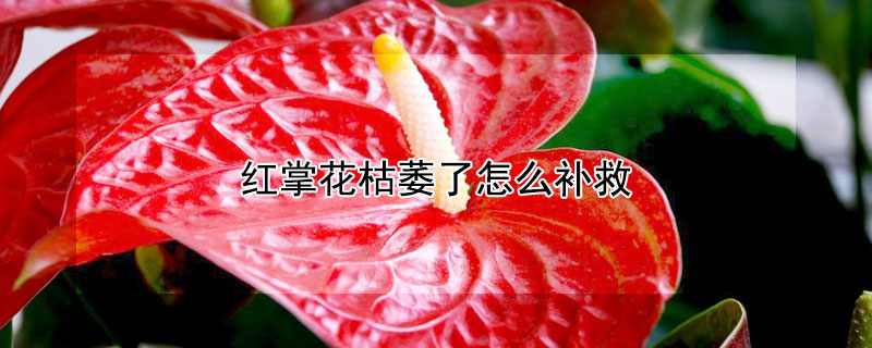 红掌花枯萎了怎么补救 红掌花枯萎了怎么回事