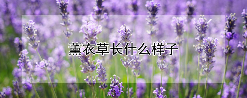 薰衣草长什么样子（一株薰衣草长什么样子）
