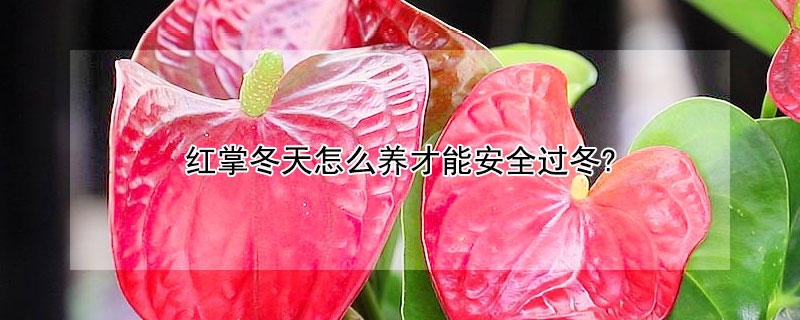 红掌冬天怎么养才能安全过冬? 红掌冬天能养活吗