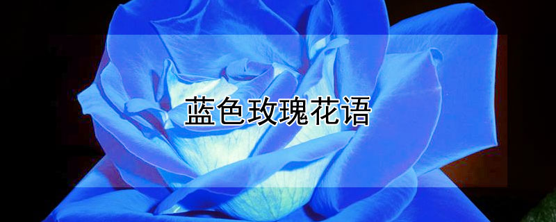 蓝色玫瑰花语（蓝色玫瑰花语是什么意思）