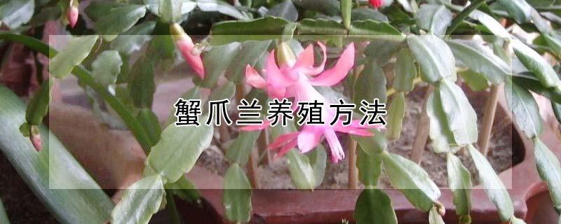 蟹爪兰养殖方法 蟹爪兰养殖方法图片