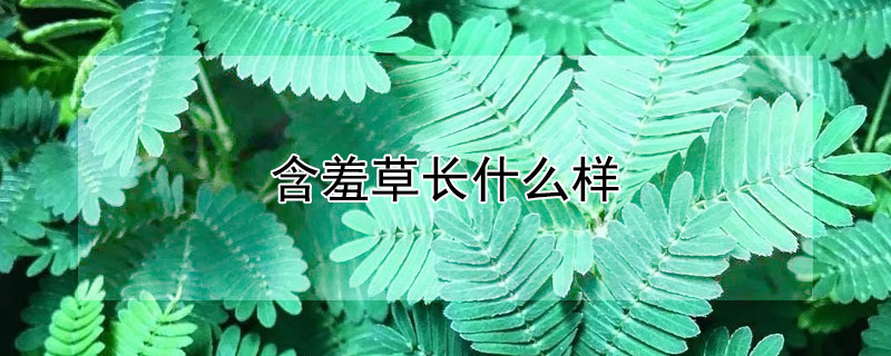 含羞草长什么样（含羞草长什么样子?）