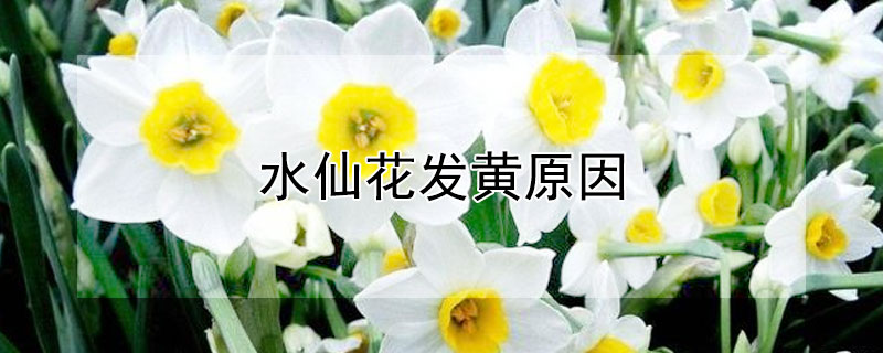 水仙花发黄原因 水仙花头发黄