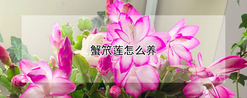 蟹笊莲怎么养 蟹爪兰怎么养