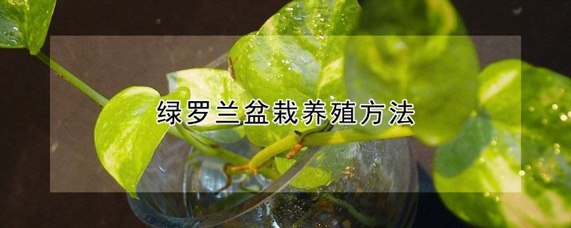 绿罗兰盆栽养殖方法 绿罗兰如何盆栽养殖