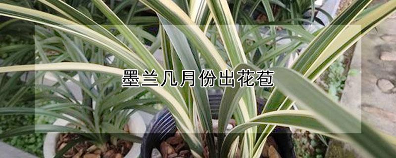 墨兰几月份出花苞(墨兰花几月份花苞出土)