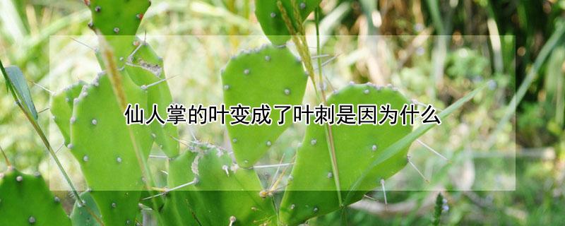 仙人掌的叶变成了叶刺是因为什么 仙人掌的叶子变成了刺,有助于仙人掌
