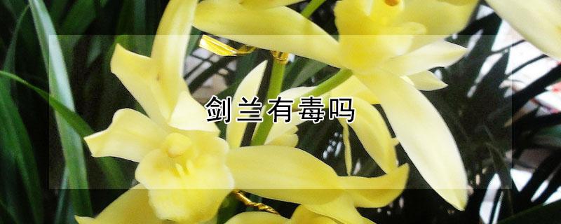 剑兰有毒吗（剑兰有毒吗 对猫）