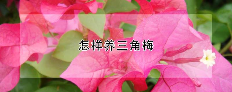 怎样养三角梅（怎样养三角梅能一年四季都开花）