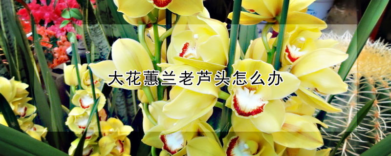 大花蕙兰老芦头怎么办（大花蕙兰老芦头没有根可以栽吗）