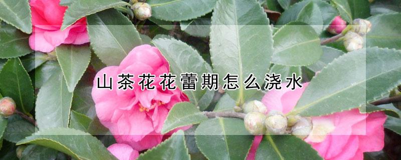 山茶花花蕾期怎么浇水（山茶花花期如何浇水）