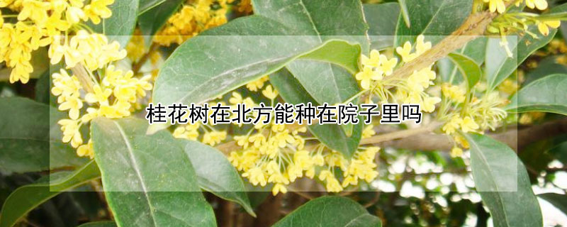 桂花树在北方能种在院子里吗 桂花树能不能栽在院子里面